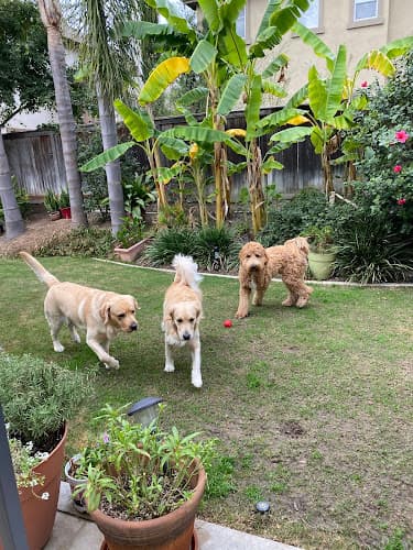 Dog day care center Posh Pets Concierge Mission Viejo