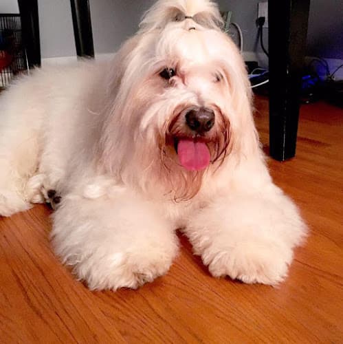 Dog day care center poshpetcare Los Angeles