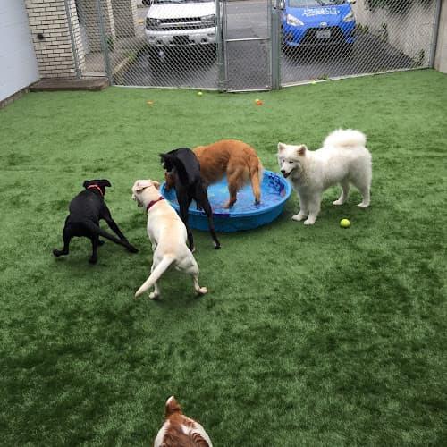 Dog day care center Positive Approach Dog Training & Daycare Kent