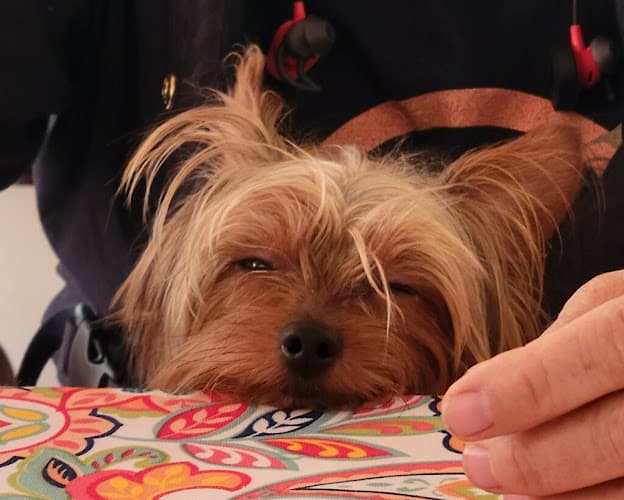 Dog day care center Pour La Pooch Los Angeles