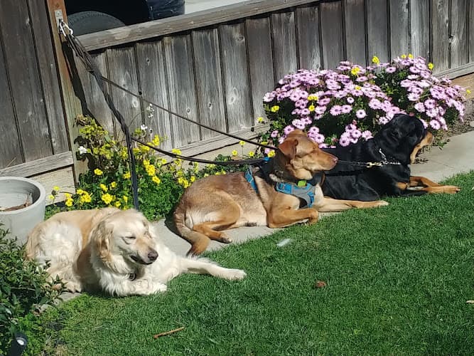 Dog day care center PRECIOUS PAWS DOG WALKING and BOARDING San Jose