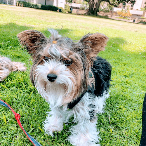 Dog day care center Precious Pet Care San Diego Chula Vista