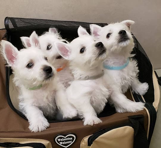 Dog day care center Prestige Animal Hospital - North Fontana Fontana