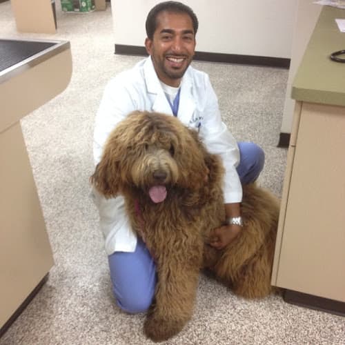 Dog day care center Prestige Animal Hospital - South Fontana Fontana