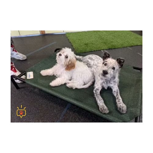 Dog day care center Primepaw - SF Dog Training, Group Classes, and Walking San Francisco