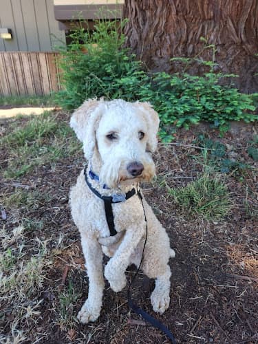 Dog day care center Professional Pet Care Oakland
