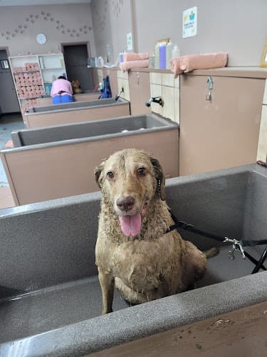Dog day care center Pup Scrub Gresham