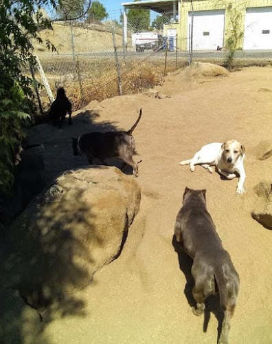 Dog day care center Pupcake's Dog Care Murrieta
