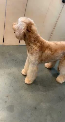 Dog day care center Pupper Club Chula Vista