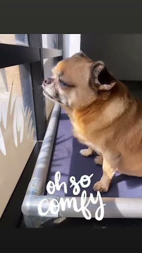 Dog day care center Pupper Club Los Angeles