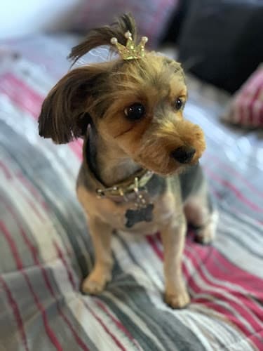 Dog day care center Puppy & I Los Angeles