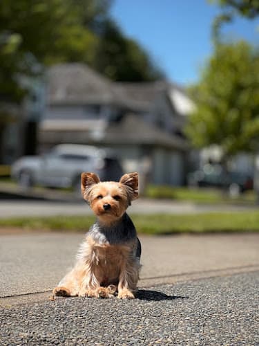 Dog day care center Puppy Luv Federal Way