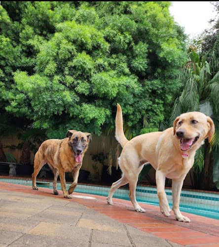 Dog day care center PUPPY PARADISE in Irvine Irvine