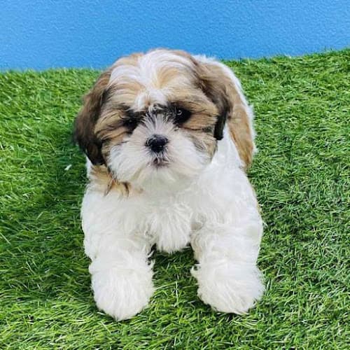 Dog day care center Puppyland Renton Renton