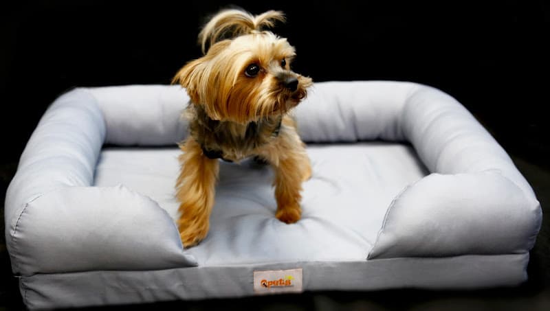 Dog day care center Qpets Inc. Jurupa Valley