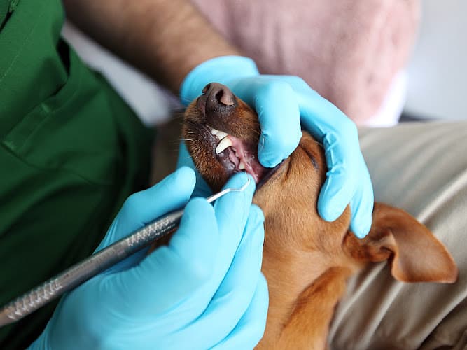 Dog day care center Qualified Pet Dental Huntington Beach