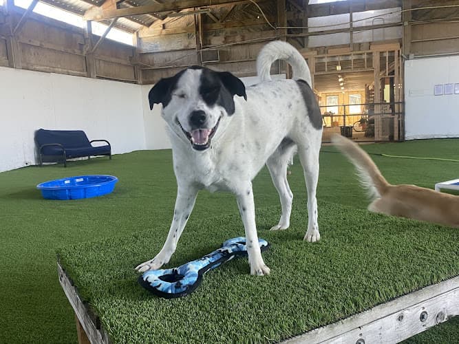 Dog day care center Rainier Dog Resort & Spa, LLC Kent