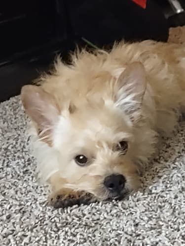 Dog day care center Rancho Cucamonga Animal Center Rancho Cucamonga