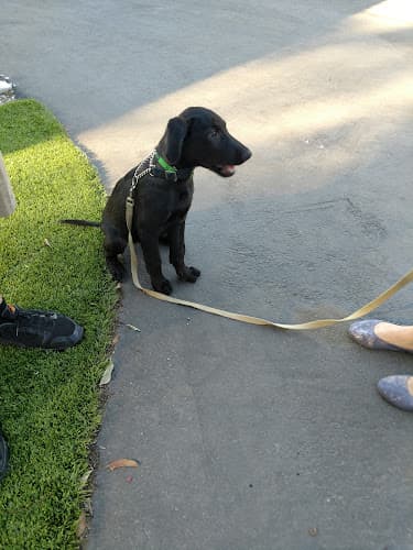 Dog day care center Red-Arrow Kennels Fontana