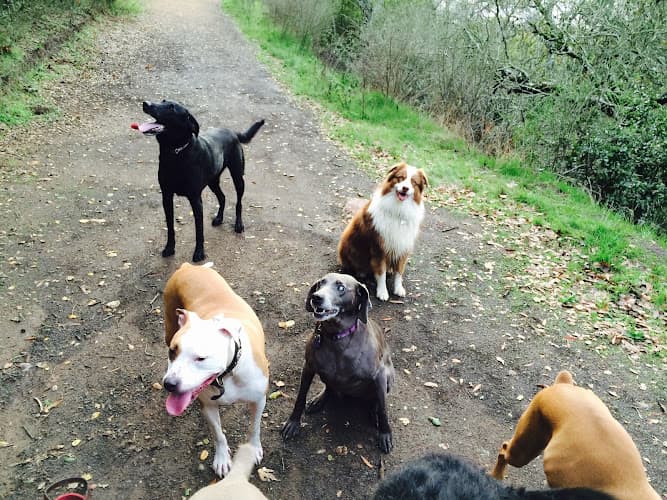 Dog day care center Red Rover Adventures In Pet Care Oakland
