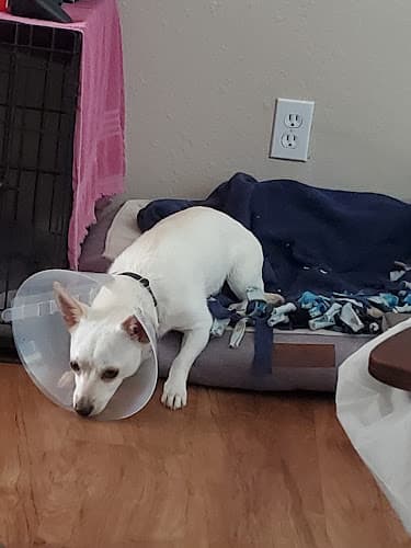 Dog day care center Redding Veterinary Clinic Redding