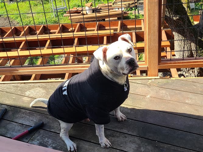 Dog day care center Redwood Veterinary Clinic Santa Rosa