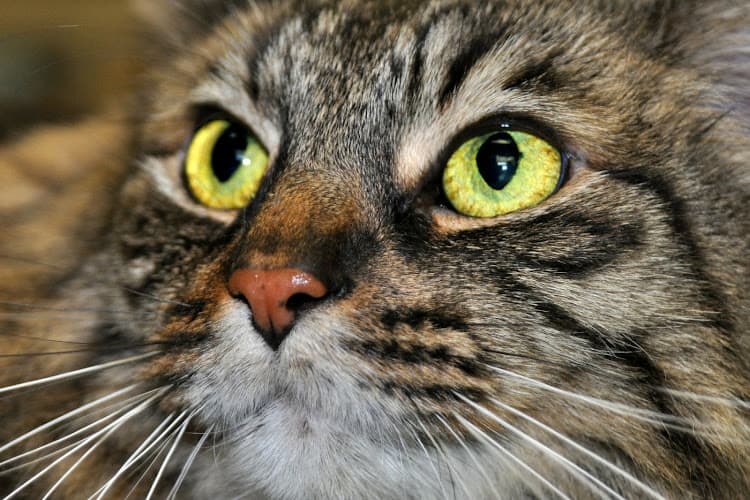 Dog day care center Redwood Veterinary Hospital Vallejo