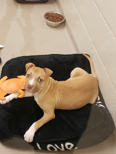 Dog day care center Regional Animal Services of King County Kent