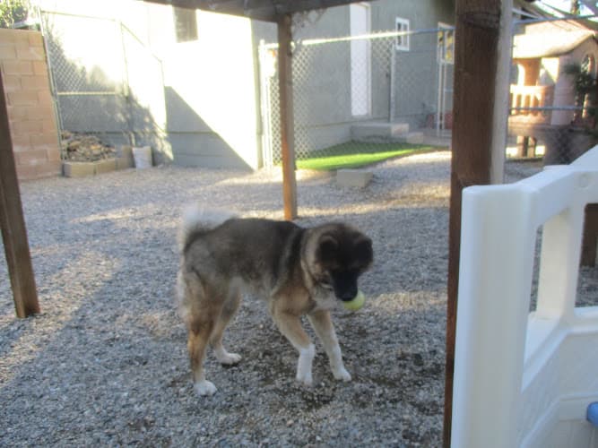 Dog day care center Renaissance Pet Resort & Spa Ontario