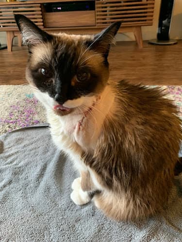 Dog day care center Renton West Veterinary Hospital Renton