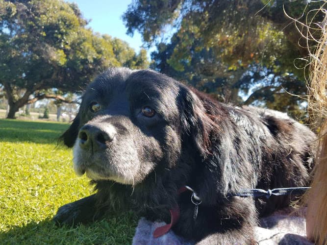 Dog day care center Richmond Veterinary Hospital Richmond