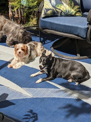 Dog day care center Riverside Pup Paradise - In-home boarding for small dogs Fresno