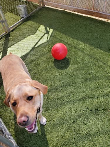 Dog day care center Rock Creek Kennels Hillsboro