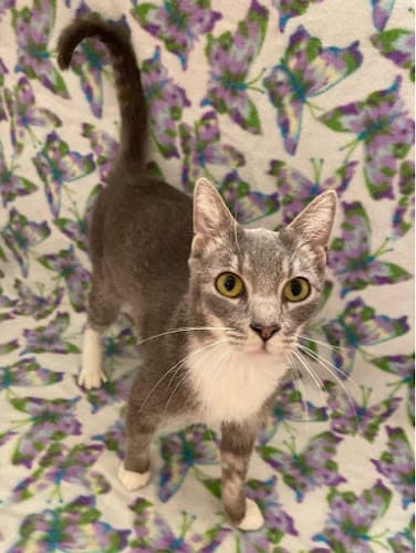 Dog day care center Room 8 Memorial Cat Foundation Jurupa Valley