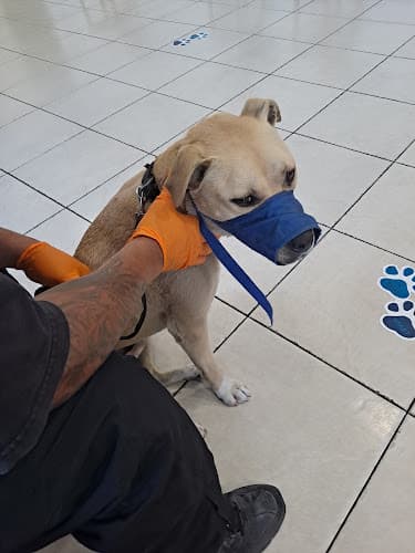 Dog day care center Rosemarie Pet Hospital Stockton