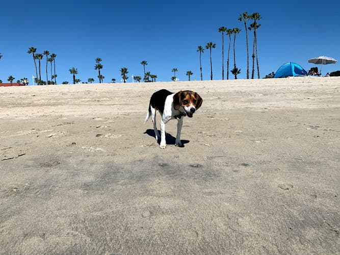 Dog day care center Rosie's Dog Beach Long Beach