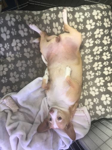 Dog day care center R&R Pet Lifestyle and Supply Simi Valley