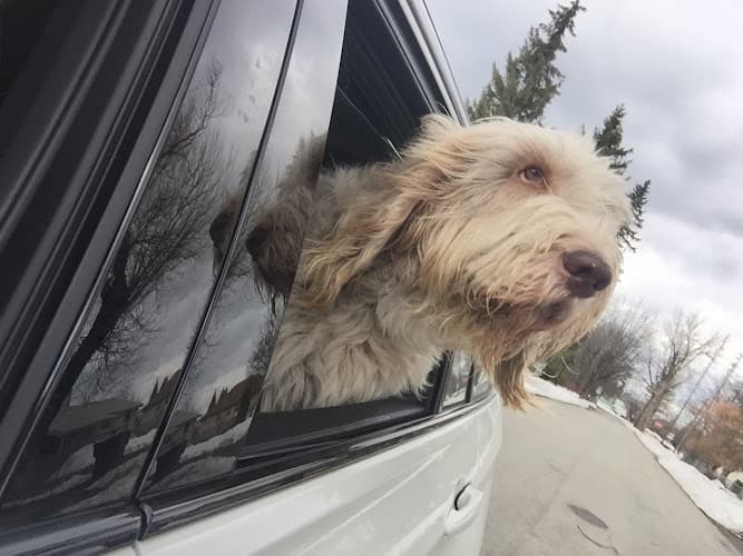 Dog day care center Ruff Santa Clara