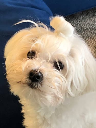 Dog day care center Run Spot Run Seattle Seattle