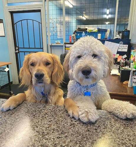 Dog day care center Ryker Dog Training Fresno