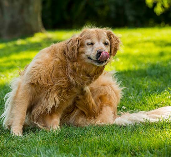 Dog day care center Sacajawea Veterinary Hospital Federal Way