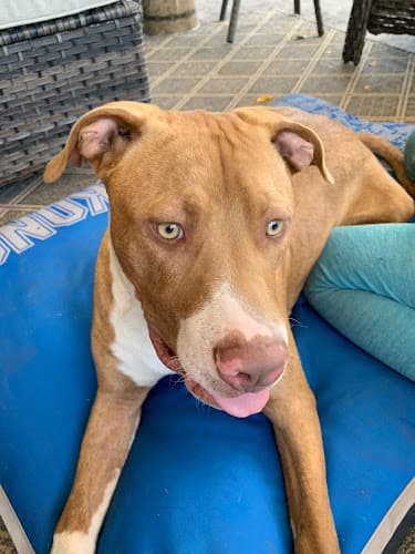 Dog day care center Sacramento County Bradshaw Animal Shelter Sacramento