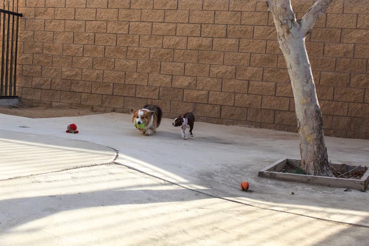 Dog day care center Sacred Hearts Veterinary Hospital Corona