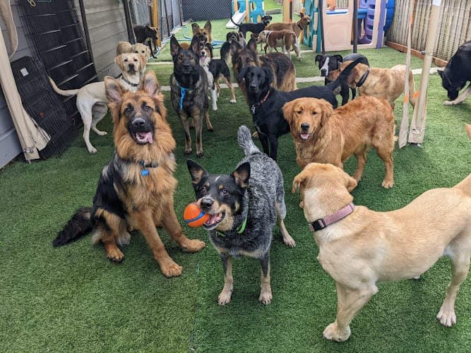 Dog day care center Safe & Hound Doggy Daycare West Linn Portland