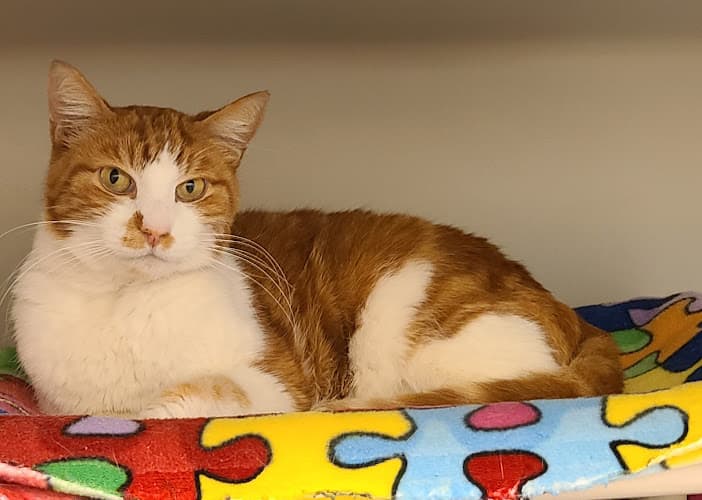 Dog day care center Salinas Animal Shelter Salinas