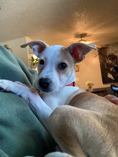 Dog day care center San Bernardino City Animal Shelter San Bernardino