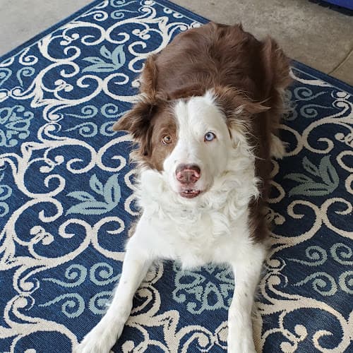 Dog day care center SAN DIEGO DOG HOUSE San Diego