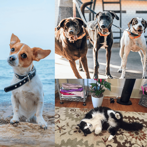Dog day care center San Diego Pet Nannies Carlsbad