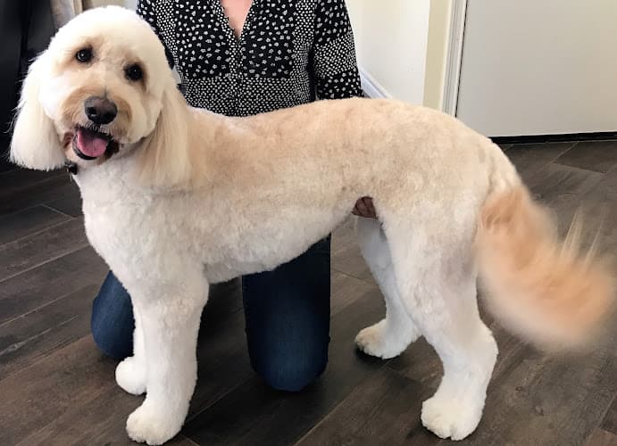 Dog day care center San Diego Professional Pet Services San Marcos