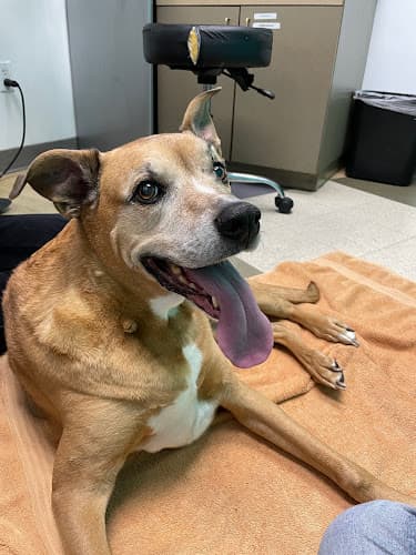 Dog day care center San Francisco Animal Medical Center San Francisco